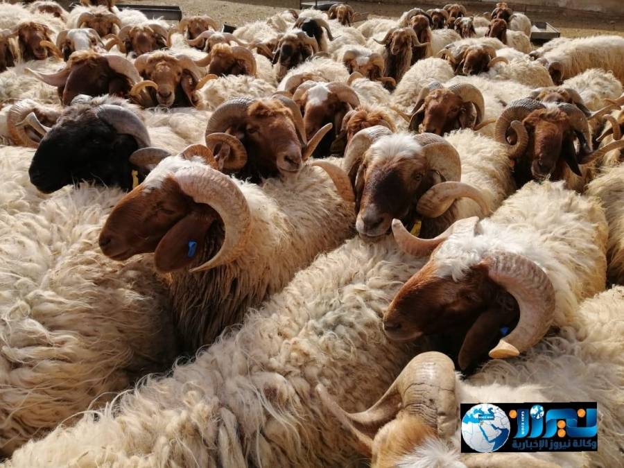 الوطني للبحوث الزراعية ينشر الخارطة الجينية لأغنام العواسي الأردنية
