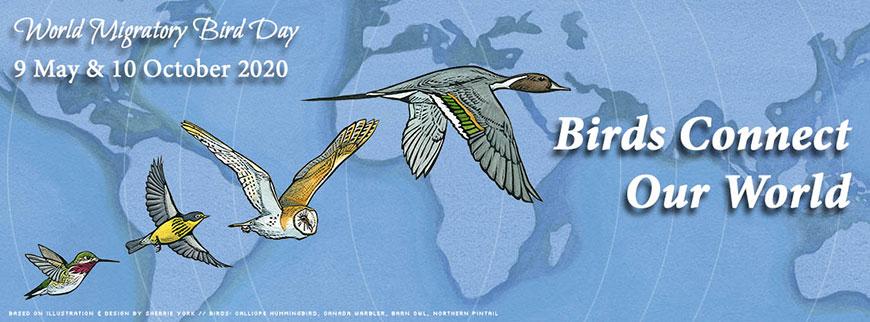 World Migratory Bird Day marked