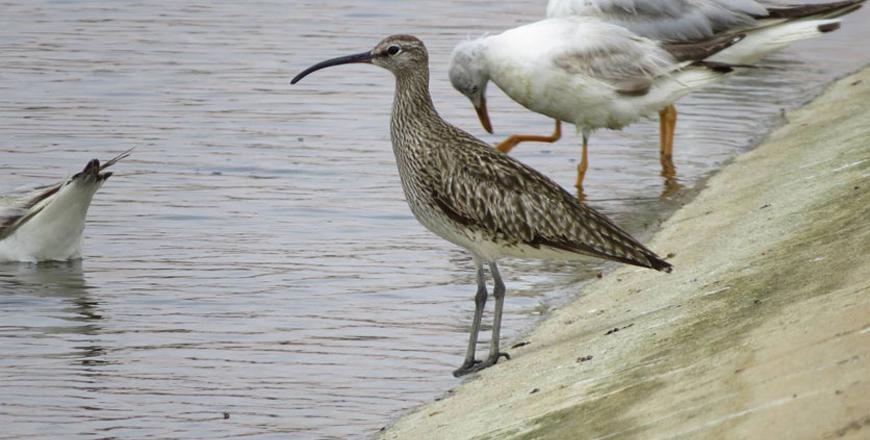 Agreement signed to address electrocution of migratory birds