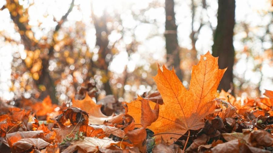 الطقس.. أجواء خريفية معتدلة الخميس