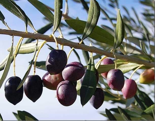 مزارعو جرش: الحظر الشامل يؤدي لتأخير موسم قطاف الزيتون و تلف الثمار والتأثير على جودة الزيت