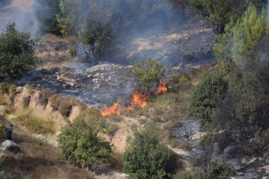 عجلون: حريق يلتهم عشرات الأشجار الحرجية والمملوكة