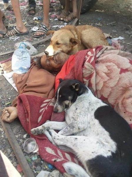 كلاب تحرس جثـة مشرد يمني اعتاد على إطعامها عقب وفـاته في الشارع