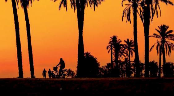 Iraq’s ancient ‘palm climbers’ struggle for survival