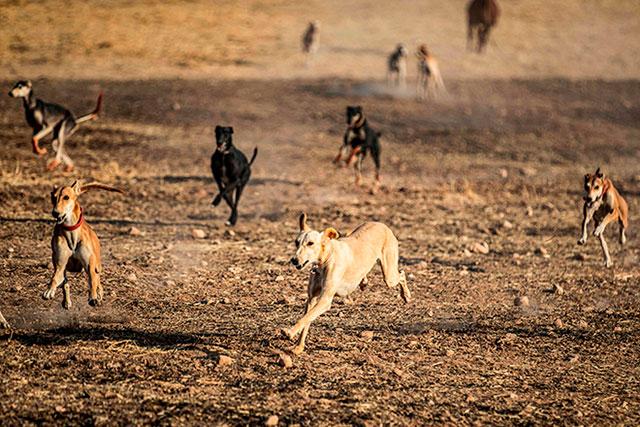 Syrian village trains racing dogs despite war and pandemic