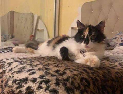 أردنية ترصد مكافأة لمن يعثر على مشمش