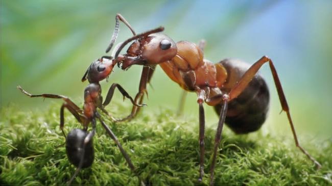 النمل يبتلع سمومه... لحماية نفسه من الجراثيم..