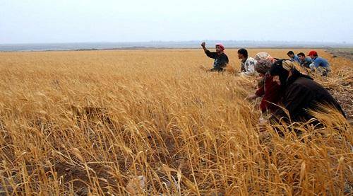 القمح بالأردن يكفي لأكثر من عام ونصف