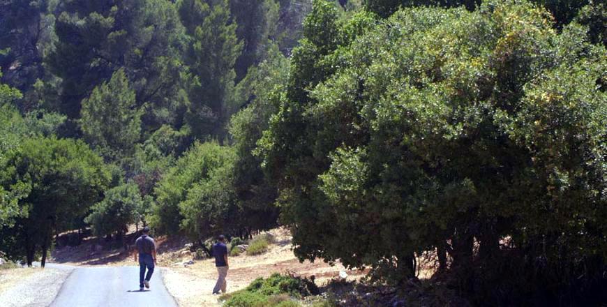 As demand for cheaper heating sources soars, Jerash forestry department warns against violations