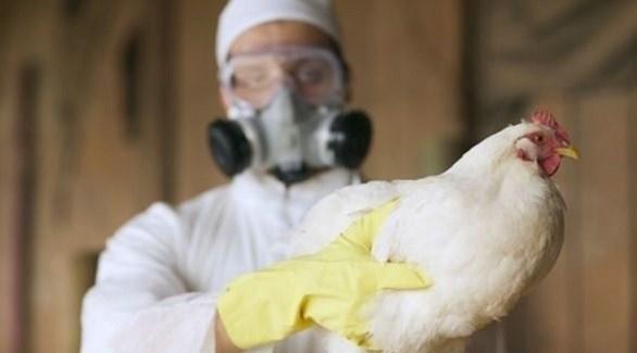 ما هي أعراض إنفلونزا الطيور وكيف تنتقل العدوى؟