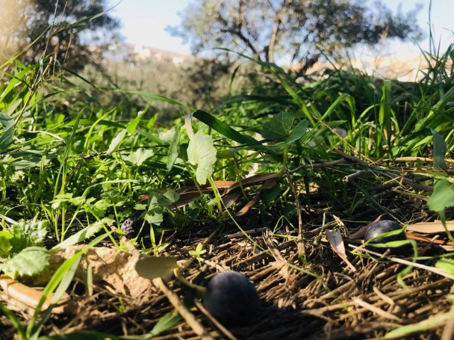 ستينيات لا يملكن ثمن الزَّيت يتعقبن حبَّ الزيتون للحصول عليه