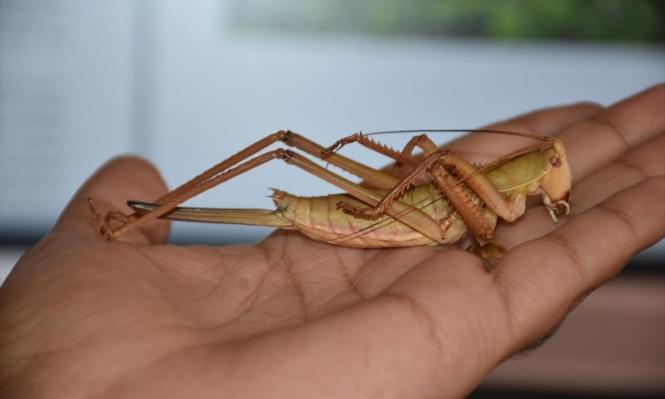 هل يؤثر الطقس على تقدم الجراد للأردن؟