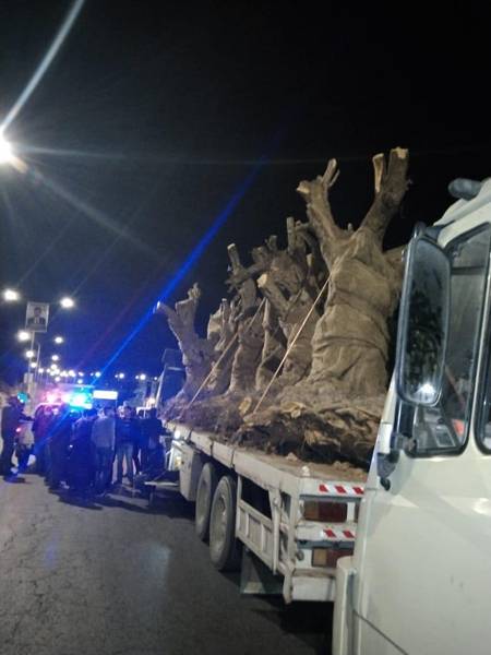 ضبط اعتداء على أشجار زيتون مهددة بالانقراض... صور