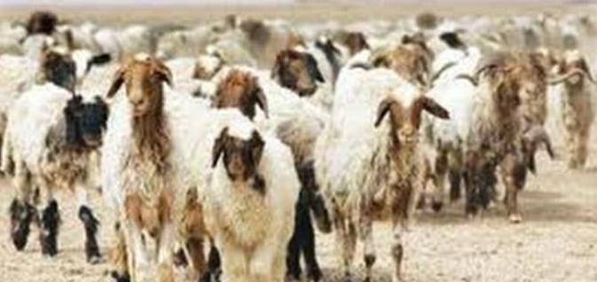 مسلسل سرقة الأغنام يعود مجدداً في الشمال والأمن يحقق..