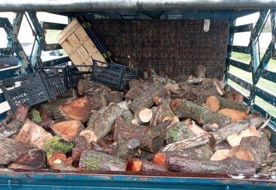 ضبط 4 اشخاص قاموا بالتحطيب الجائر في إربد