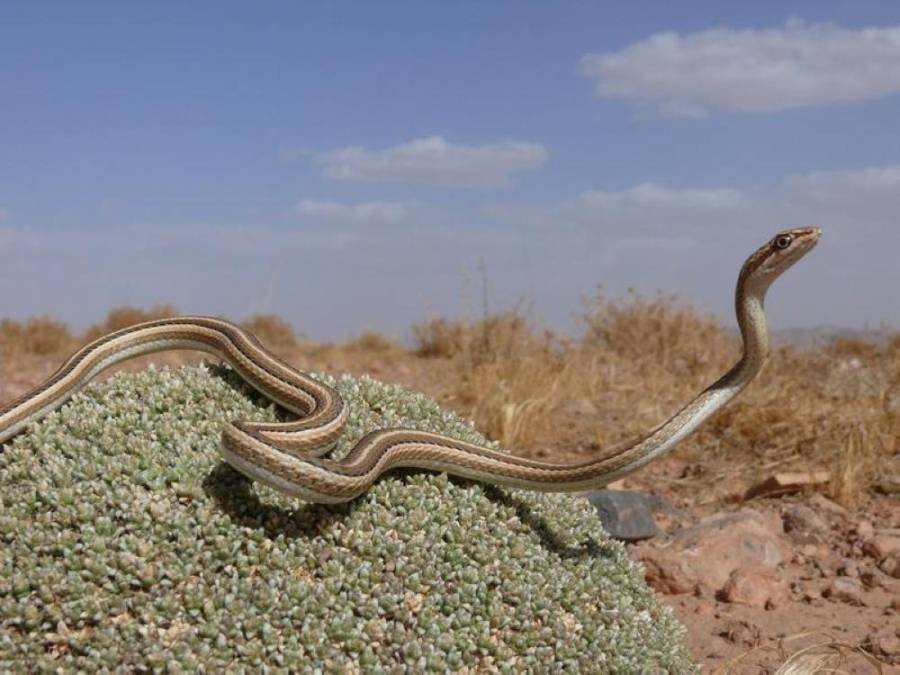 الأردن يعتزم إنشاء محمية للأفاعي