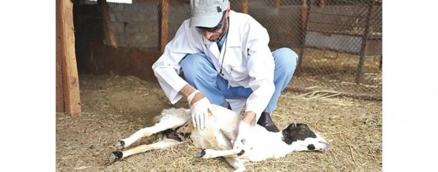 المفرق: انجاز محجر بيطري صرة بنسبة 60 بالمئة