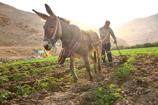 Gov’t lowers cost of agricultural permit, allows recruitment of foreign workers