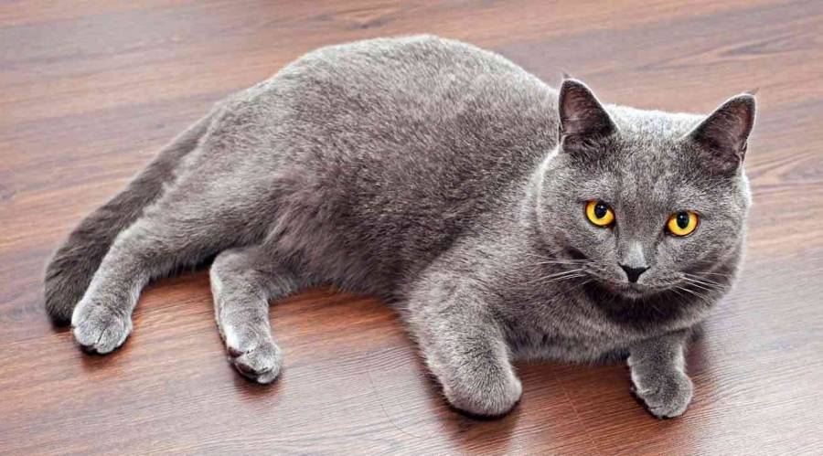 تعيين قط نائب وزير في روسيا