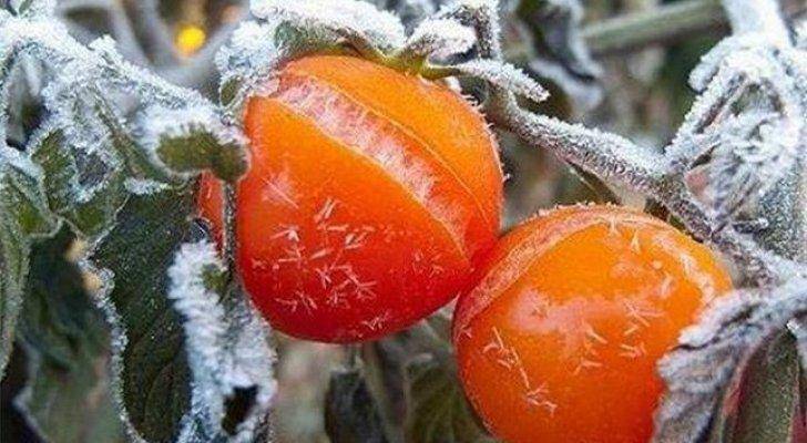 صرف تعويضات لمزارعين تضرروا من الصقيع