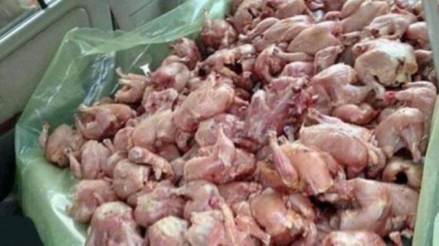 مديرية بيئة محافظة الزرقاء تغلق مصنعين ومسلخ دجاج