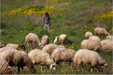 المفرق: تصدير 500 ألف راس من الأغنام للسوق الخليجية منذ بداية العام