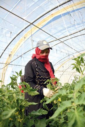 Activists call for improved wages, decent working conditions for women workers in agriculture sector