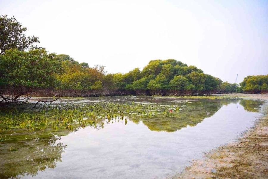 جزيرة في الإمارات عمرها أكثر من 6500 عام