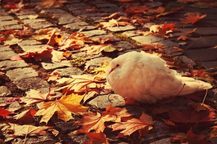 الأربعاء .. درجات الحرارة المحسوسة مُنخفضة