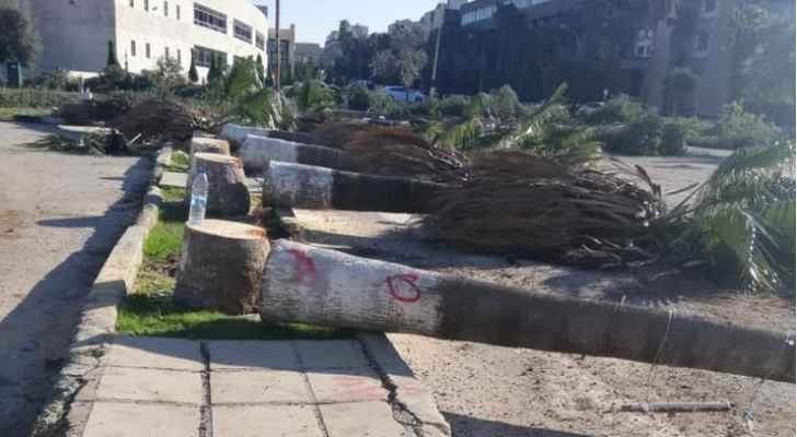 اليرموك تُبرر مجزرة أشجار الجامعة: لهذا السبب قطعناها وهذا هو البديل