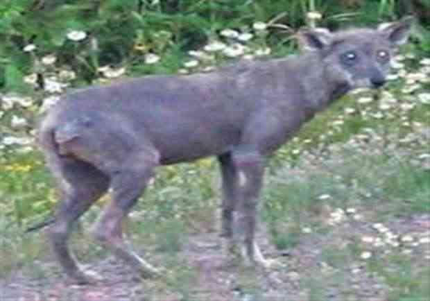 السلعوة تهاجم طفلة في مصر