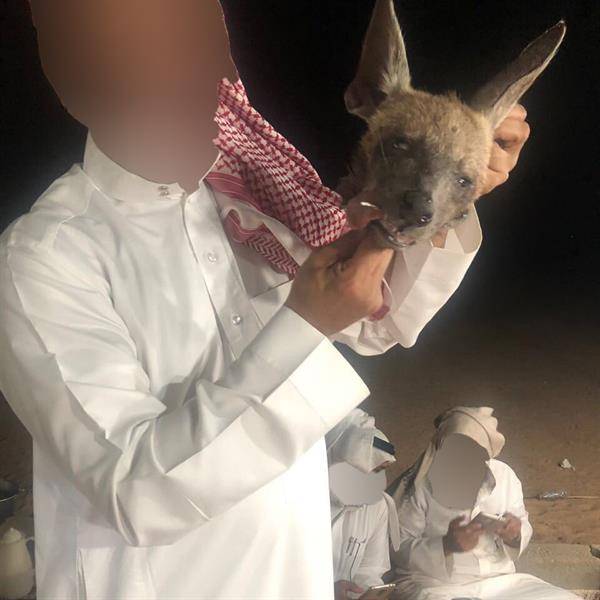 أردنيون يلتهمون دم وعيون ذئاب وضباع للعلاج من امراض