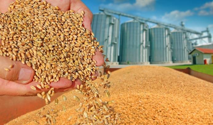 مناقصتان لشراء 240 ألف طن من القمح والشعير