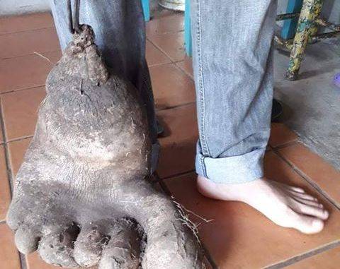 حبة بطاطا تستنفر قوات الأمن في قرية إنجليزية