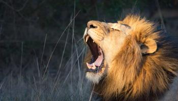 فنان شهير يطالب بإطعام جسده للأسود بعد وفاته