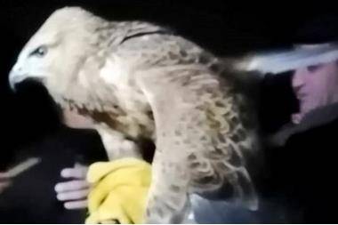 انقاذ طير جارح علق على اسلاك الضغط العالي في إربد