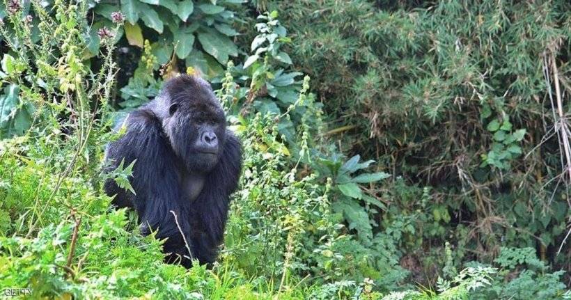 الولايات المتحدة.. إصابة اثنين من الغوريلا بفيروس كورونا