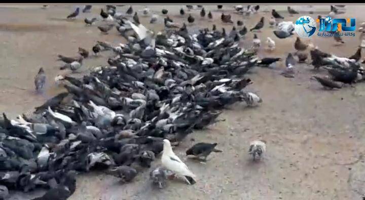 ساحة للحمام في الجاردنز تستقطب الزوار الراغبين بمشاهدة هذه الطيور واطعامها فيديو وصور.. 