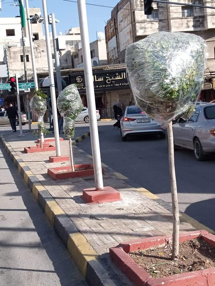 بلدية اربد : تغطية 1200 شجرة بالبلاستيك الشفاف لحمايتها من الصقيع