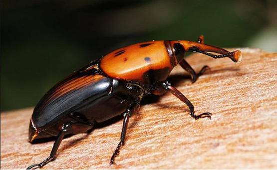 حجر زراعي بالأردن لمنع تفشي سوسة النخيل