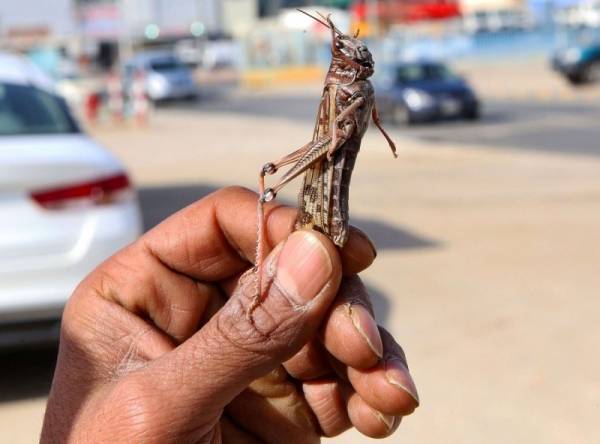 الزراعة: نتابع تحركات الجراد الصحراوي في الدول المجاورة و الوضع مطمئن حاليا
