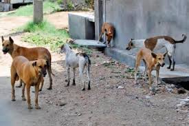 الأغوار الشمالية: شكاوى من ظاهرة الكلاب الضالة