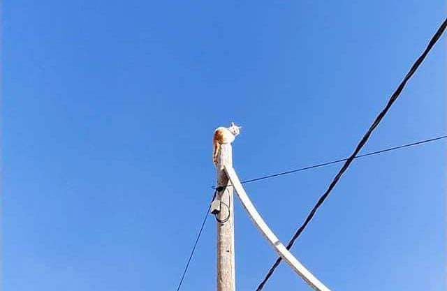 دفاع مدني المفرق ينقذ قطة عالقة فوق  عمود  كهرباء