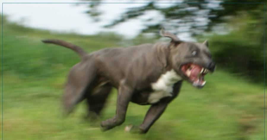 كلاب شرسة بمنطقة عدن تنهش طفلا بعمر الـ6 سنوات .. و أهالي المنطقة يستنجدون