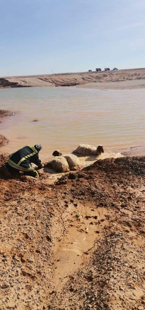 بالصور الدفاع المدني ينقذ 97 راس غنم في الزرقاء