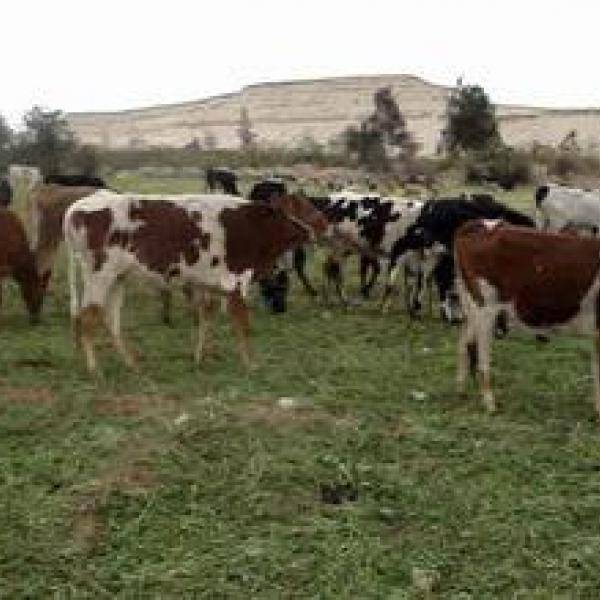 مربو الابقار: زيادة اسعار الاعلاف 50