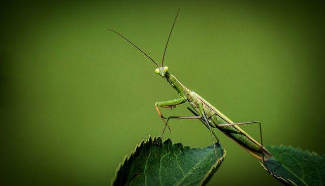 How the male mantis keeps its head during mating