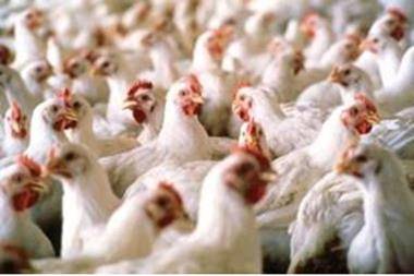 تعديل السقوف السعرية لدجاج النتافات