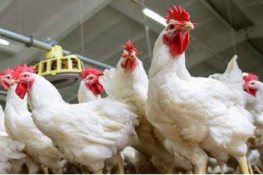 اتحاد الدواجن: استقرار الاسعار محليا