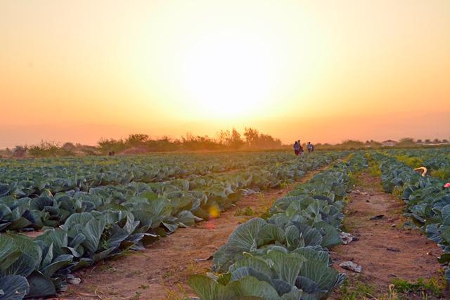 Recent rainfall revives hopes of higher agriculture yield